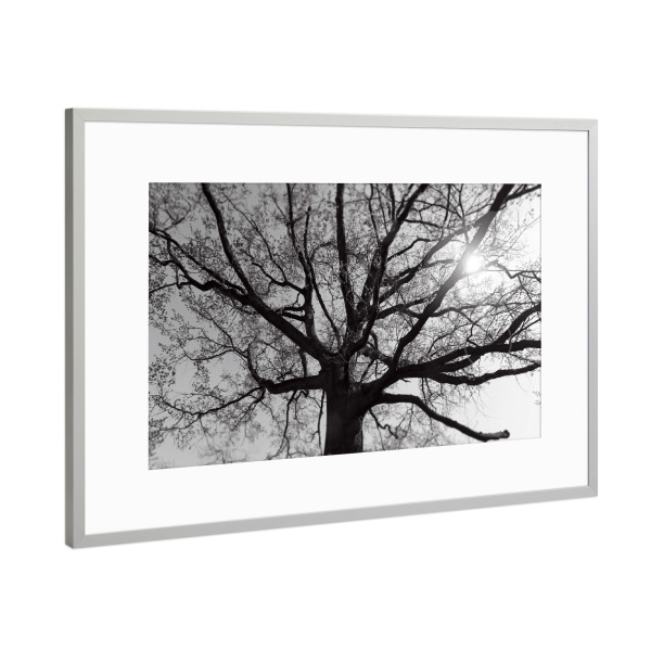 Poster mit Rahmen Silber "Verzweigter Baum, alte Eiche SW" artboxONE - Natur,Floral,Abstrakt,Schwarzweiß,Reise / Länder