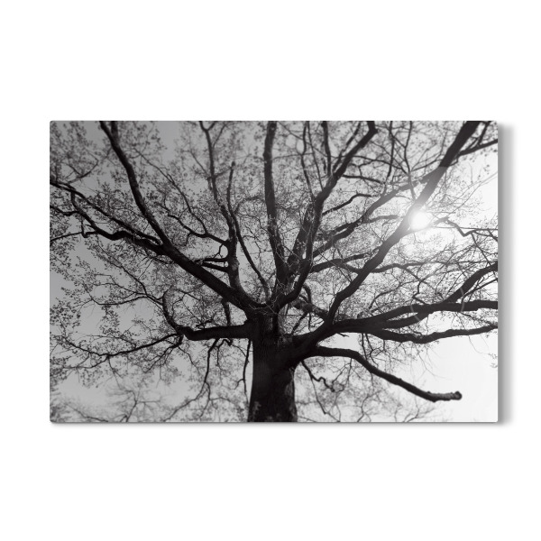 Galerie-Print "Verzweigter Baum, alte Eiche SW" 30x20 cm artboxONE
