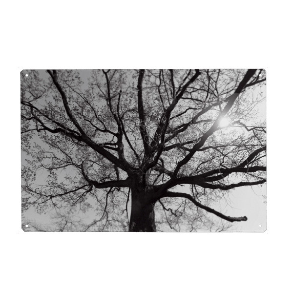 Metall Poster "Verzweigter Baum, alte Eiche SW" artboxONE - Natur,Floral,Abstrakt,Schwarzweiß,Reise / Länder