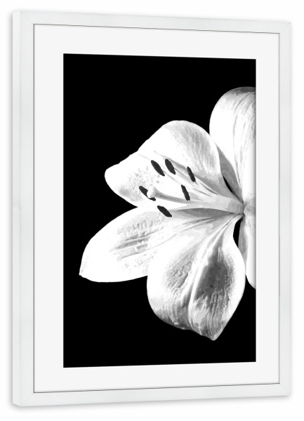 Poster mit Rahmen weiß "Schwarze und weiße Lilie" artboxONE - Natur,Floral