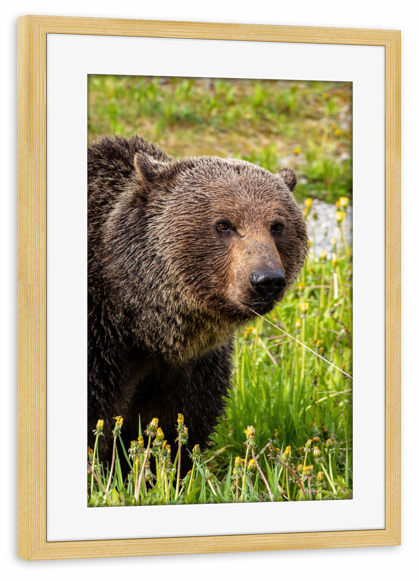 Poster mit Rahmen kiefer "Wilder Grizzlybär auf einer Wiese" artboxONE - Natur,Tiere