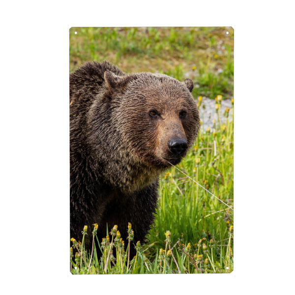 Holzbild "Wilder Grizzlybär auf einer Wiese" artboxONE - Natur,Tiere - Bär,Braunbär,Grizzly,Grizzlybär,Kanada,Alaska,Wildlife,Gefahr,Gefährlich