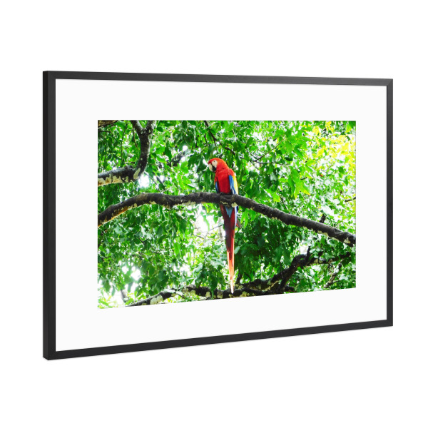 Poster mit Rahmen Schwarz (Metallic) "Ein roter Ara" artboxONE - Natur,Tiere
