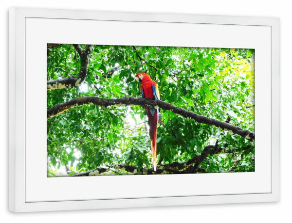 Poster mit Rahmen weiß "Ein roter Ara" artboxONE - Natur,Tiere