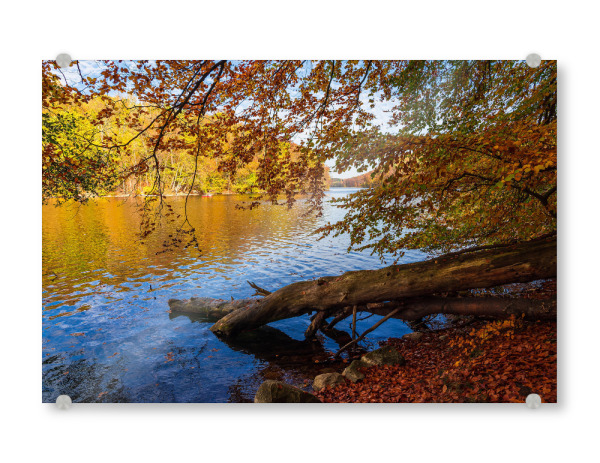Acrylglasbild "See, Baumstamm, Wald" artboxONE - Natur,Reise