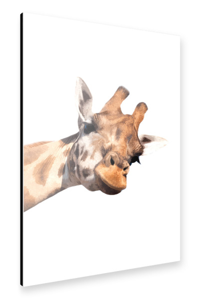 Alu-Dibond "Giraffen-Peekaboo" 30x20 cm artboxONE