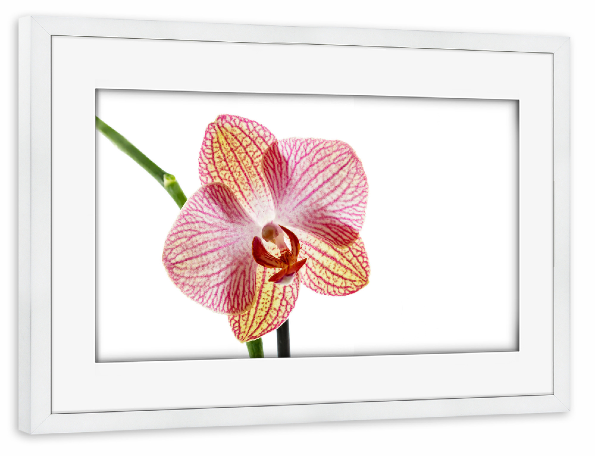 Poster mit Rahmen weiß "Eine Orchideenblüte" artboxONE - Floral - Orchidee,Blume,Blüte,Orchideenblüte,Phalaenopsis,Pflanze