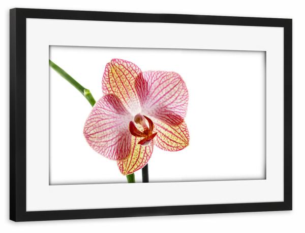 Poster mit Rahmen schwarz "Eine Orchideenblüte" artboxONE - Floral - Orchidee,Blume,Blüte,Orchideenblüte,Phalaenopsis,Pflanze