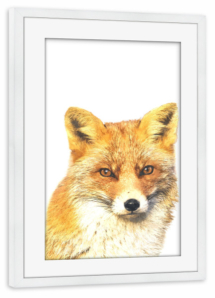 Poster mit Rahmen weiß "Fuchs-Peekaboo" artboxONE - Tiere - Fuchs,Tier,Tiere,Rotfuchs,Porträt,Gucken,Waldtier,Waldtiere