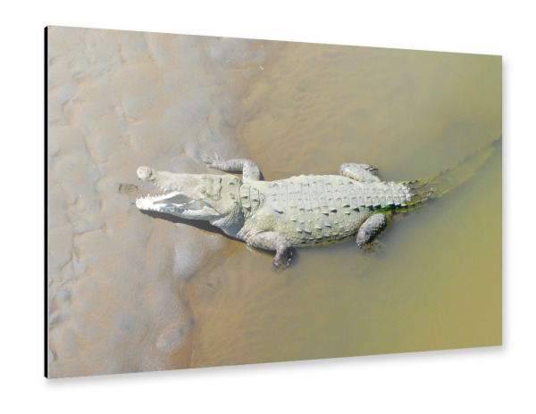 Alu-Dibond "Ein karibisches Krokodil" 30x20 cm artboxONE