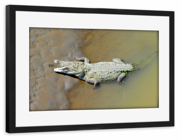 Poster mit Rahmen schwarz "Ein karibisches Krokodil" artboxONE - Tiere - Krokodil,Tier,Wildlife,Fauna,Reptil,Karibik