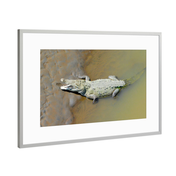 Poster mit Rahmen Silber "Ein karibisches Krokodil" artboxONE - Tiere - Krokodil,Tier,Wildlife,Fauna,Reptil,Karibik