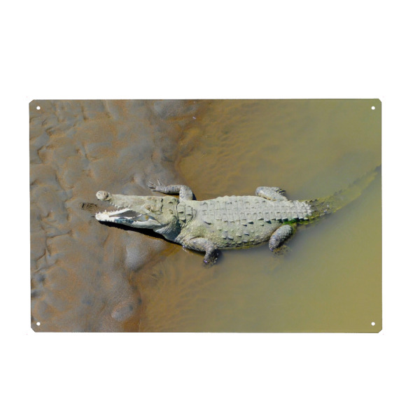 Metall Poster "Ein karibisches Krokodil" artboxONE - Tiere - Krokodil,Tier,Wildlife,Fauna,Reptil,Karibik - Blechschild