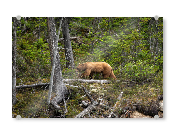 Acrylglasbild "Wilder Grizzlybär im Wald" artboxONE - Natur,Tiere - Bär,Braunbär,Grizzly,Grizzlybär,Kanada,Alaska,Wildlife,Gefahr,Gefährlich