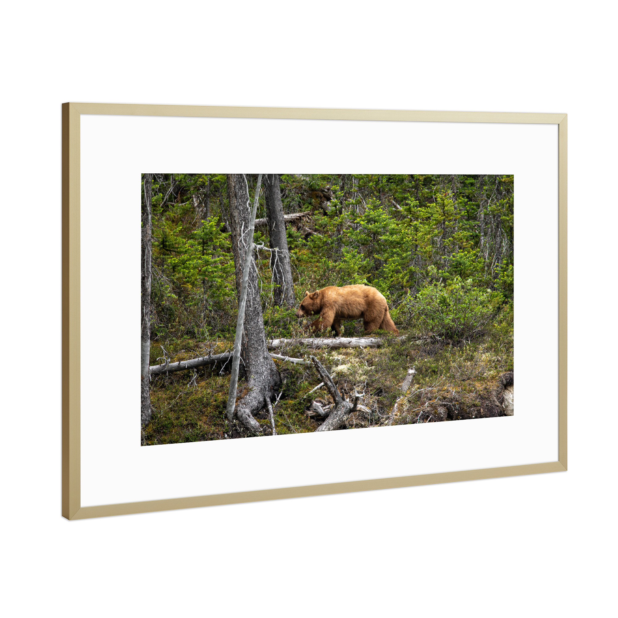 Poster mit Rahmen Gold "Wilder Grizzlybär im Wald" artboxONE - Natur,Tiere - Bär,Braunbär,Grizzly,Grizzlybär,Kanada,Alaska,Wildlife,Gefahr,Gefährlich