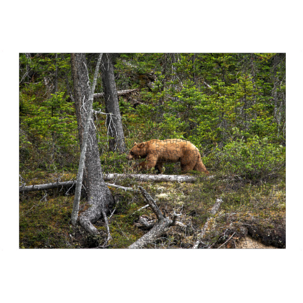 artboxONE Puzzle "Wilder Grizzlybär im Wald" artboxONE - Natur,Tiere - Bär,Braunbär,Grizzly,Grizzlybär,Kanada,Alaska,Wildlife,Gefahr,Gefährlich
