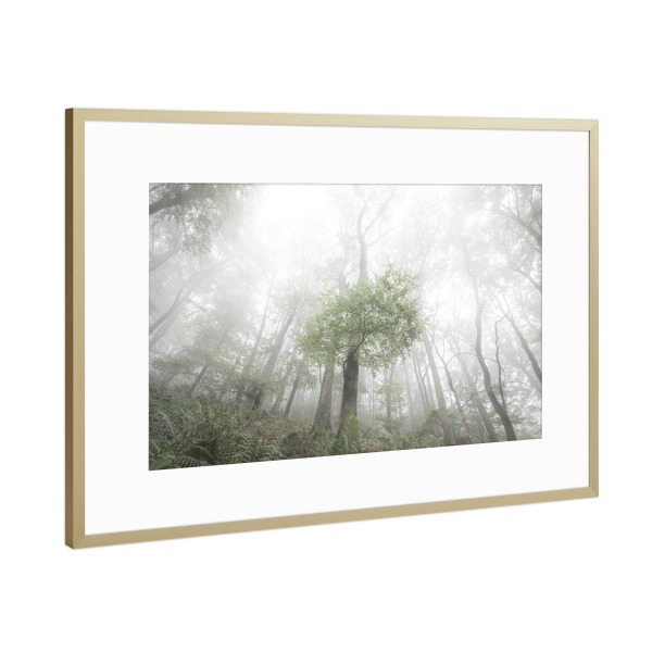 Poster mit Rahmen Gold "Buchen im Nebel" artboxONE - Natur,Floral