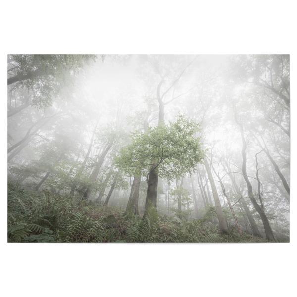 Poster 30x20 cm "Buchen im Nebel" artboxONE - Natur,Floral
