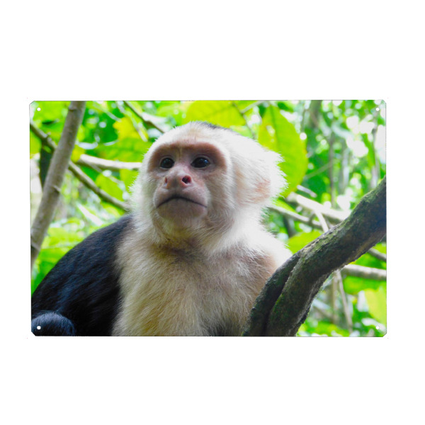 Holzbild "Ein Kapzinerafffe" artboxONE - Natur,Tiere