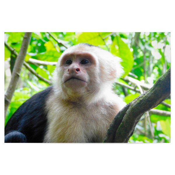 Poster "Ein Kapzinerafffe" artboxONE - Natur,Tiere