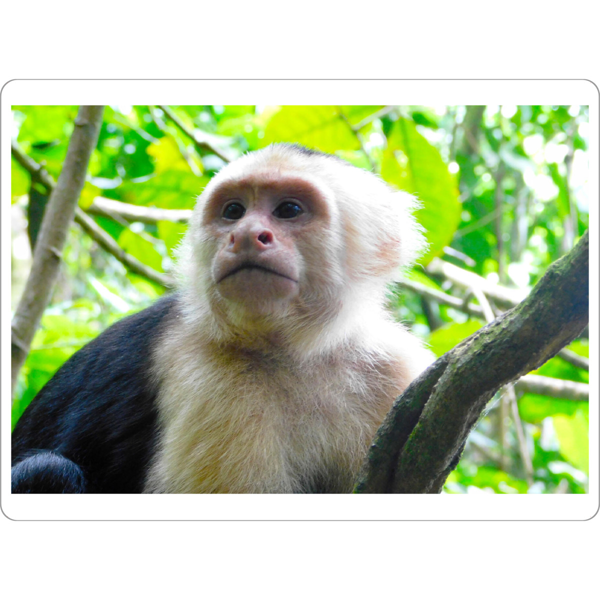 Tischset "Ein Kapzinerafffe" artboxONE - Natur,Tiere