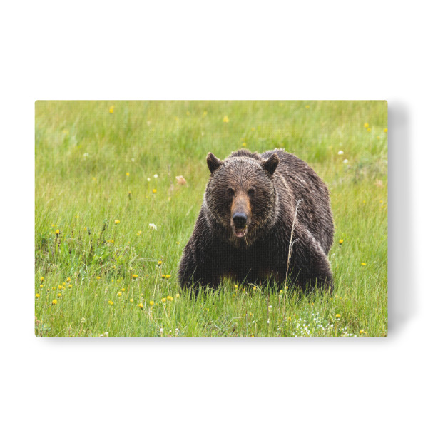Leinwandbild "Wilder Grizzly in Nordamerika" artboxONE - Natur,Tiere