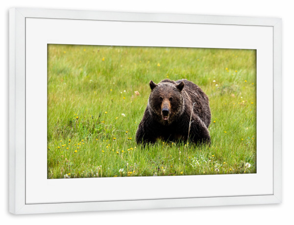 Poster mit Rahmen weiß "Wilder Grizzly in Nordamerika" artboxONE - Natur,Tiere