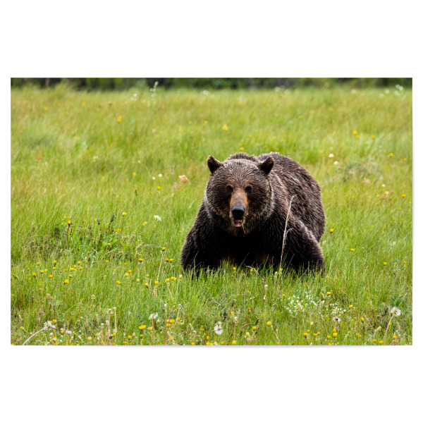 Poster 30x20 cm "Wilder Grizzly in Nordamerika" artboxONE - Natur,Tiere