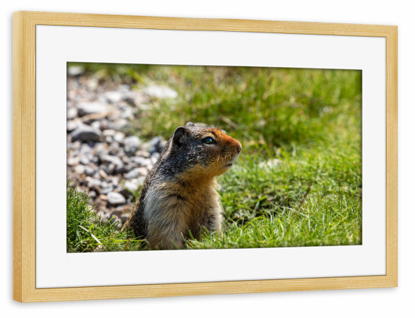 Poster mit Rahmen kiefer "Ein Präriehund" artboxONE - Natur,Tiere - Präriehund,Kanada,Rocky mountains,Murmeltier,Ziesel,Wildlife,Nagetier,Erdhörnchen