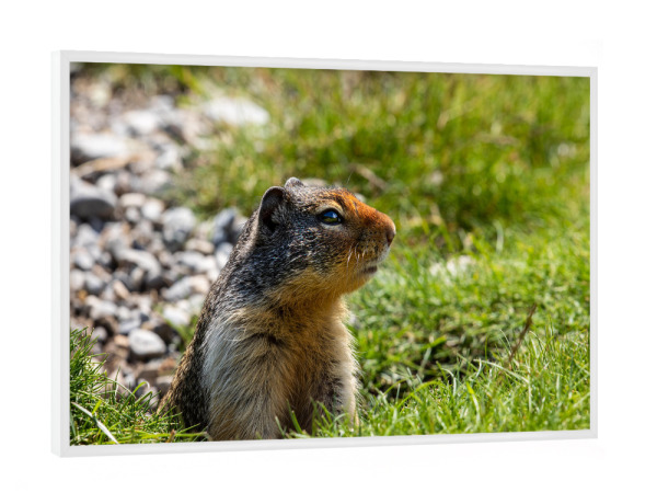 Poster mit weißem Rahmen "Ein Präriehund" artboxONE - Natur,Tiere - Präriehund,Kanada,Rocky mountains,Murmeltier,Ziesel,Wildlife,Nagetier,Erdhörnchen