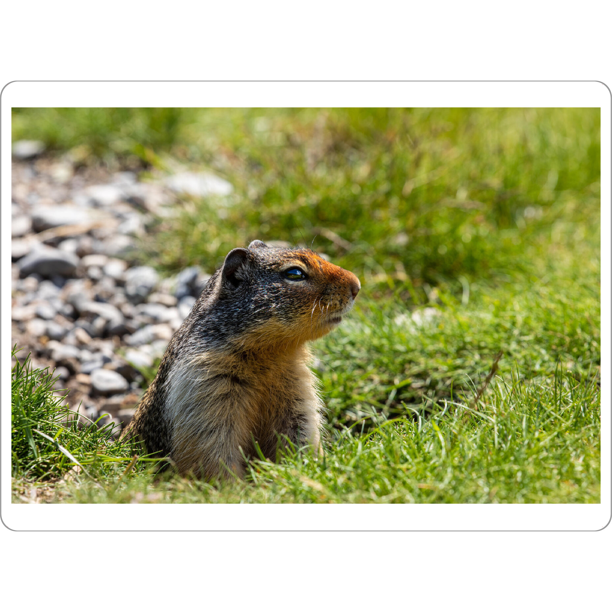 Tischset "Ein Präriehund" artboxONE - Natur,Tiere - Präriehund,Kanada,Rocky mountains,Murmeltier,Ziesel,Wildlife,Nagetier,Erdhörnchen