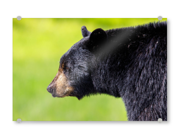 Acrylglasbild "Portrait eines Schwarzbären" artboxONE - Natur,Tiere - Bär,Schwarzbär,Kanada,Amerika,Wildlife,Wildes tier,Bären,Alaska,Nordamerika