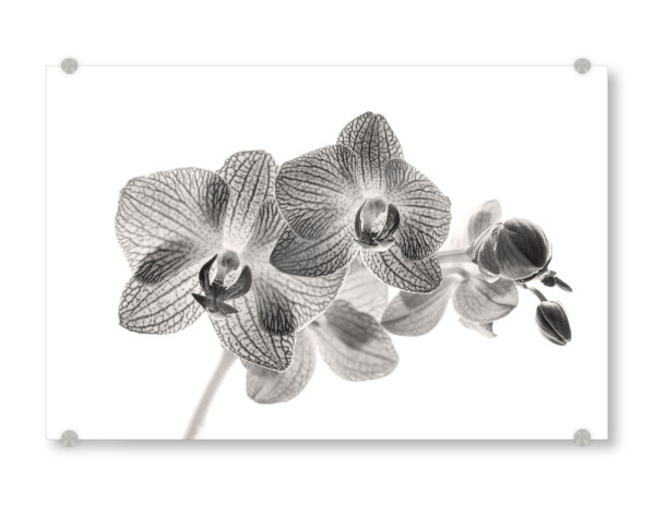 Acrylglasbild "Phalaenopsis in Schwarz Weiß" artboxONE - Natur,Floral,Schwarzweiß