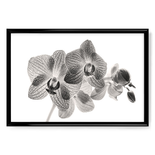 Phalaenopsis in Schwarz Weiß