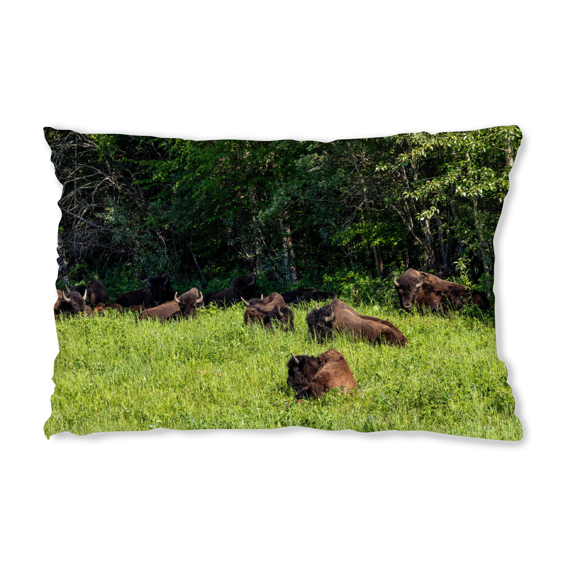 Design-Kissen "Wilde Bison Herde" artboxONE - Natur,Tiere - Bison,Büffel,Kanada,Amerika,Alaska,Alaska highway,Nordamerika,Wildlife,Yukon