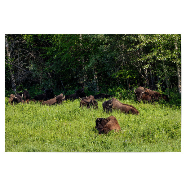 Poster "Wilde Bison Herde" artboxONE - Natur,Tiere - Bison,Büffel,Kanada,Amerika,Alaska,Alaska highway,Nordamerika,Wildlife,Yukon