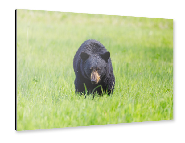 Alu-Dibond "Wilder Schwarzbär in Nordamerika" 30x20 cm artboxONE