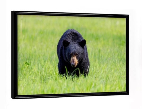 Poster mit schwarzem Rahmen "Wilder Schwarzbär in Nordamerika" artboxONE - Natur,Tiere
