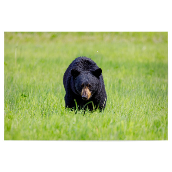 Poster 30x20 cm "Wilder Schwarzbär in Nordamerika" artboxONE - Natur,Tiere