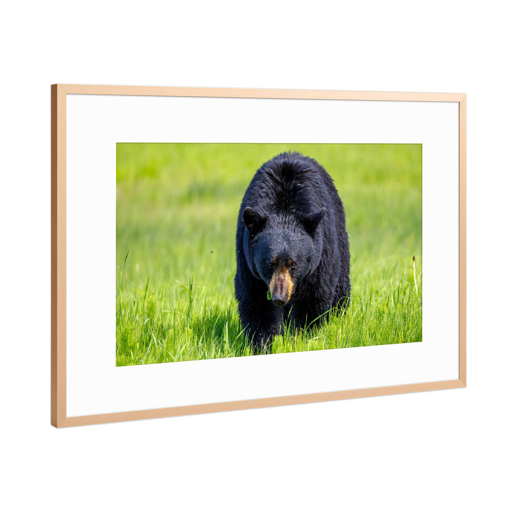 Poster mit Rahmen Kupfer "Schwarzbär in Nordamerika" artboxONE - Natur,Tiere