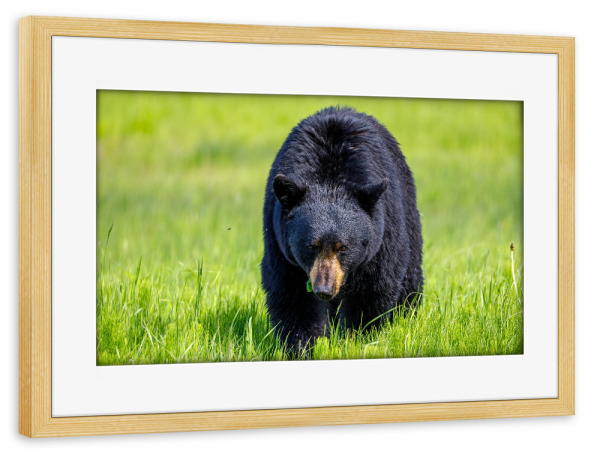 Poster mit Rahmen kiefer "Schwarzbär in Nordamerika" artboxONE - Natur,Tiere