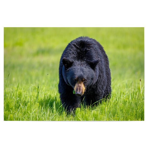 Poster "Schwarzbär in Nordamerika" artboxONE - Natur,Tiere - Bär,Schwarzbär,Kanada,Amerika,Wildlife,Wildes tier,Bären,Alaska,Nordamerika