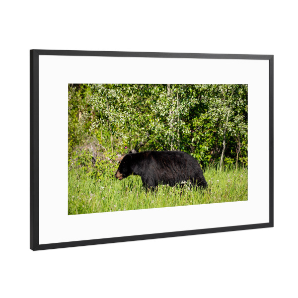 Poster mit Rahmen Schwarz (Metallic) "Wilder Schwarzbär im Wald" artboxONE - Natur,Tiere