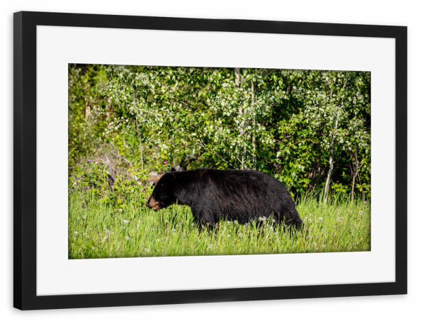 Poster mit Rahmen schwarz "Wilder Schwarzbär im Wald" artboxONE - Natur,Tiere