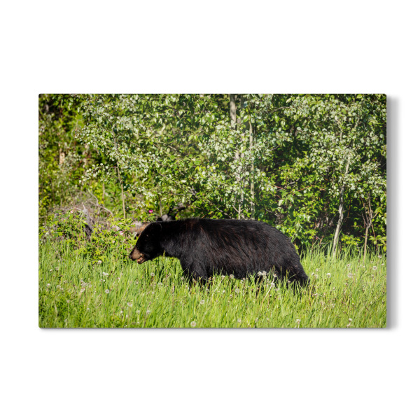 Galerie-Print "Wilder Schwarzbär im Wald" 30x20 cm artboxONE
