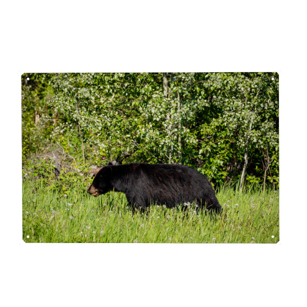 Metall Poster "Wilder Schwarzbär im Wald" artboxONE - Natur,Tiere - Bär,Schwarzbär,Kanada,Amerika,Wildlife,Wildes tier,Bären,Alaska,Nordamerika