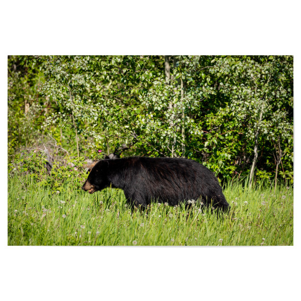 Poster 30x20 cm "Wilder Schwarzbär im Wald" artboxONE - Natur,Tiere - Bär,Schwarzbär,Kanada,Amerika,Wildlife,Wildes tier,Bären,Alaska,Nordamerika