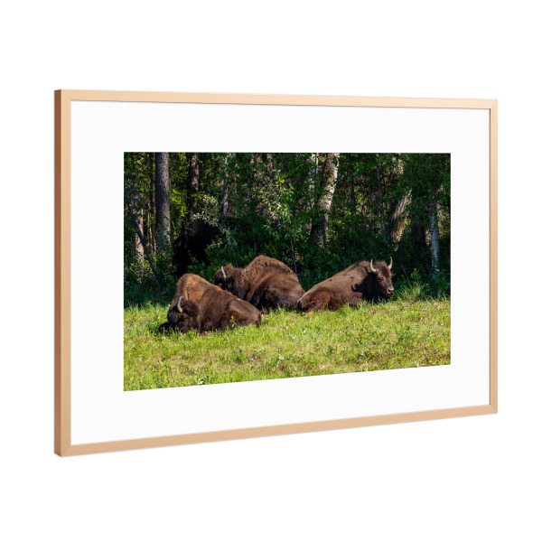 Poster mit Rahmen Kupfer "Wilde Bisons in Kanada" artboxONE - Natur,Tiere