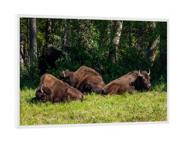 Poster mit weißem Rahmen "Wilde Bisons in Kanada" artboxONE - Natur,Tiere