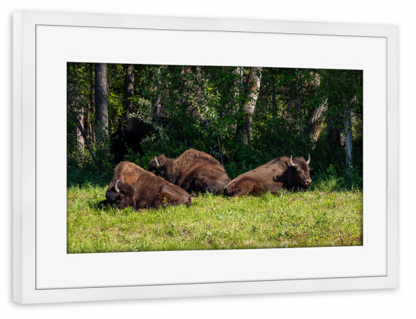 Poster mit Rahmen weiß "Wilde Bisons in Kanada" artboxONE - Natur,Tiere - Bison,Büffel,Kanada,Amerika,Alaska,Alaska highway,Nordamerika,Wildlife,Yukon